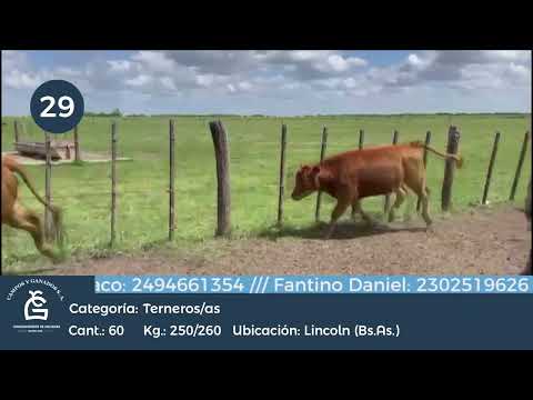 Lote M Y H  - Lincoln Bs As