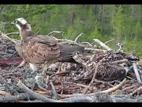 Ossi returns with fish for the survivors after the fatal attack: Satakunta Osprey Nest1 25 Jun 2021
