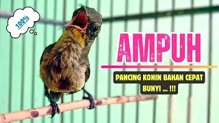 Download lagu PANCINGAN KOLIBRI Ninja Bahan Agar BUNYI || MASTERAN KONIN Agar Cepat GACOR #22 mp3
