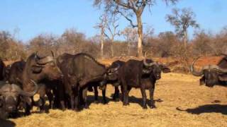 TSHUKUU GAME PRESERVE NEAR KRUGER NATIONAL PARK Hoedsprout SOUTH AFRICA