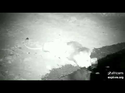 Male lion drinking at Rosie's Pan Jan 4 2020