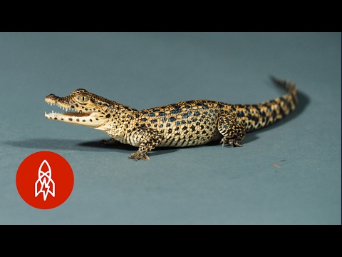 The Cuban Crocodile Crawls for Coexistence