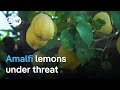 Can The Amalfi Coast S Famous Lemons Be Saved Focus On Europe