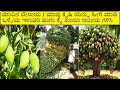 Mango Farming / How to Grow Mango / Mango Farming Mango Farming in Kannada