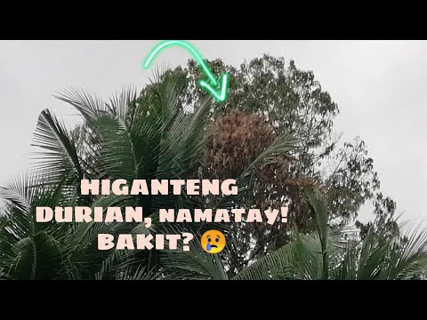 HIGANTENG DURIAN, NAMATAY! /THE GIANT DURIAN TREE, DIED!  WHY? /Kath Flowers and Leaves