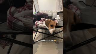 コットにくつろぐビビ#ビーグル #犬との暮らし #ビビチャンネル