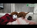 Mini Goldendoodle dogs for sale: Kujo - Video 1