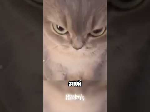 Кота отменяют