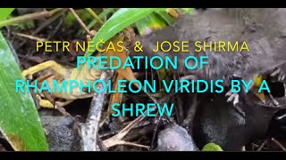 Rhampholeon viridis eaten by Crocidura hildegardae Hildegard's Shrew in Chome Forest Reserve, South