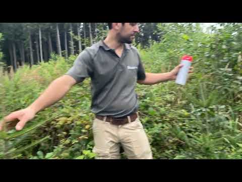 Natürliche Verjüngung OHNE Zaun und Pflege nach Schadholzernte 2017