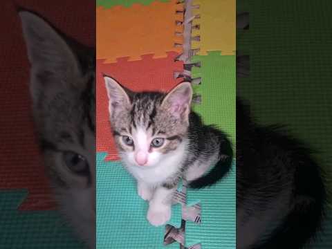 Gardenia going back to her family ❤️. # #cuteanimal #kitten #cat #catshorts #cute  #catlover #fypシ