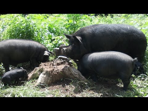 American Guinea Hog | Compact Homestead Pig