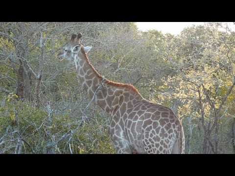 GVI Karongwe [HD]