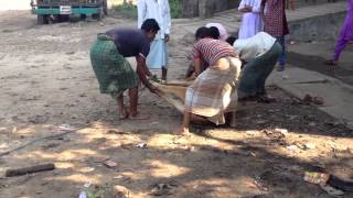 Dangerous Cow Slaughter......