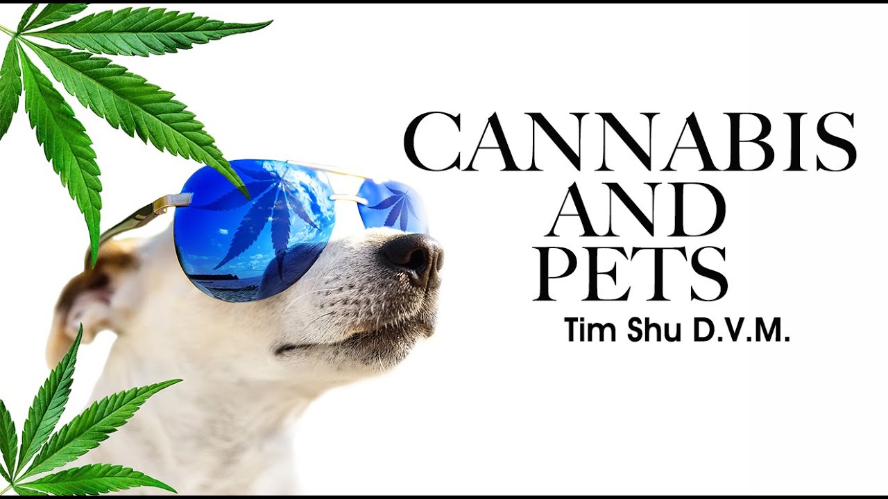 CAN DOGS ENJOY THE BENEFITS OF CANNABIS?  | TIM SHU D.V.M.
