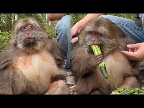 Xing Xing is really smart  he also knows that peeled cucumbers are delicious!