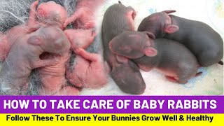 How To Take Care of Baby Rabbits And Avoid Death