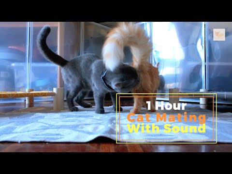 1 Hour Cat Mating With Sound | Kage & Suki | ASMR Cat Kitten