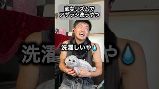 変なリズムでアザラシ洗うやつ#cool #djembejoji #ジャンベジョージ