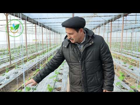 Микроклимат в теплице!