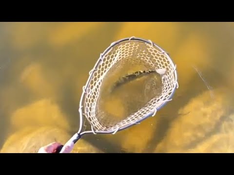 FISHING LIVE!🎣🐟🔥👍💯💪🫡 #fishingvideo #fishing #troutfishing 