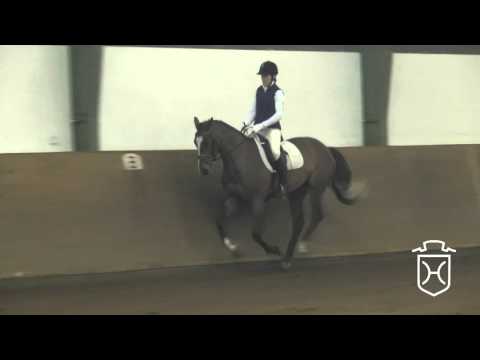 03 Holsteiner Stute von Carthago - Quidam de Revel - Corrado I