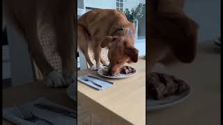 CACHORRO SUBIU NA PESA E COMEU A COMIDA #shorts