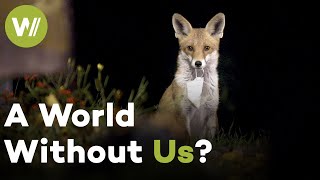 What Happens When Humans Disappar? Wildlife's Remarkable Comeback During COVID (Documentary, 2023)