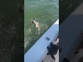 No tarpon, but Sydney got a little hammerhead… peep the little dog #hammerhead #shark #sharkfishing