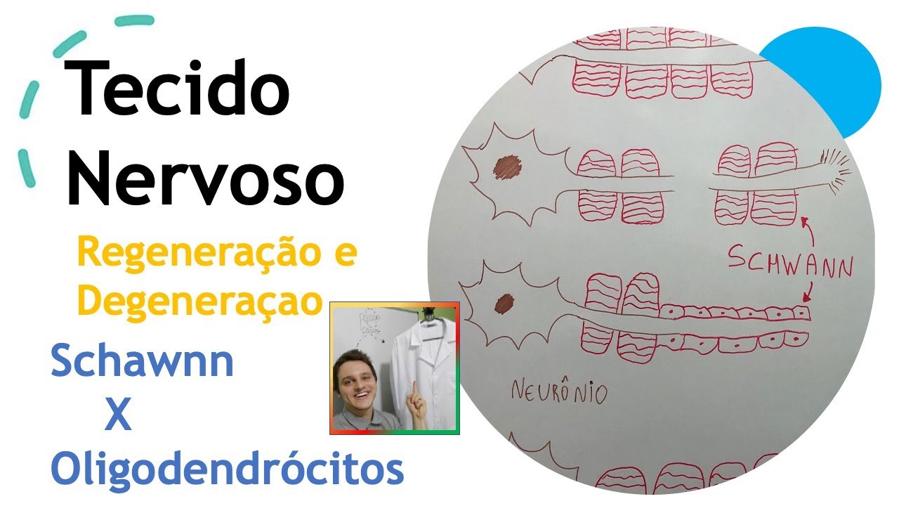 Tecido Nervoso ( Degeneração e Regeneração Neuronal). Aula 44 | Curso de Histologia