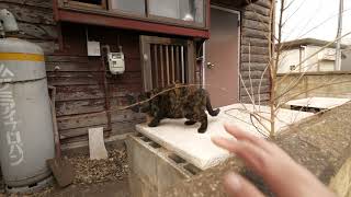 【4K】Walking to Tama lake