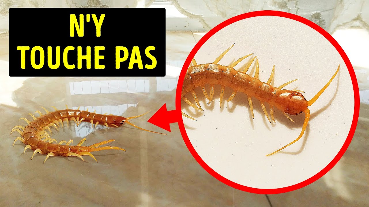 Un mille-pattes à la maison ? Pourquoi il ne faut surtout pas le tuer