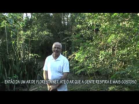 SÃO JOÃO DO CAIUÁ PR BOSQUE O PONTO DE ENCONTRO DOS JOVENS NAS  DÉCADAS  DE 1960 / 1970.