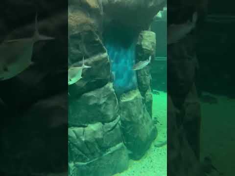 Aquário Gigante! #peixes #aquariumfish #tucunare #music #beats #dance