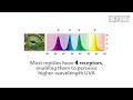 Видео о товаре Reptile Vision, УФ лампа со специальным спекторм / Hagen (Германия)