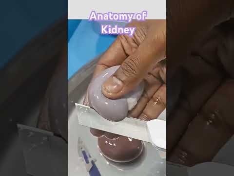 #anatomy #kidney #shortvideo #educationalvideo #biology