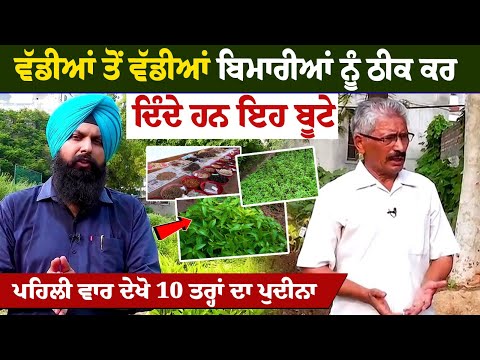 ਵੱਡੀਆਂ ਤੋਂ ਵੱਡੀਆਂ ਬਿਮਾਰੀਆਂ ਨੂੰ ਠੀਕ ਕਰ ਦਿੰਦੇ ਹਨ ਇਹ ਬੂਟੇ ਪਹਿਲੀ ਵਾਰ ਦੇਖੋ 10 ਤਰ੍ਹਾਂ ਦਾ ਪੁਦੀਨਾ