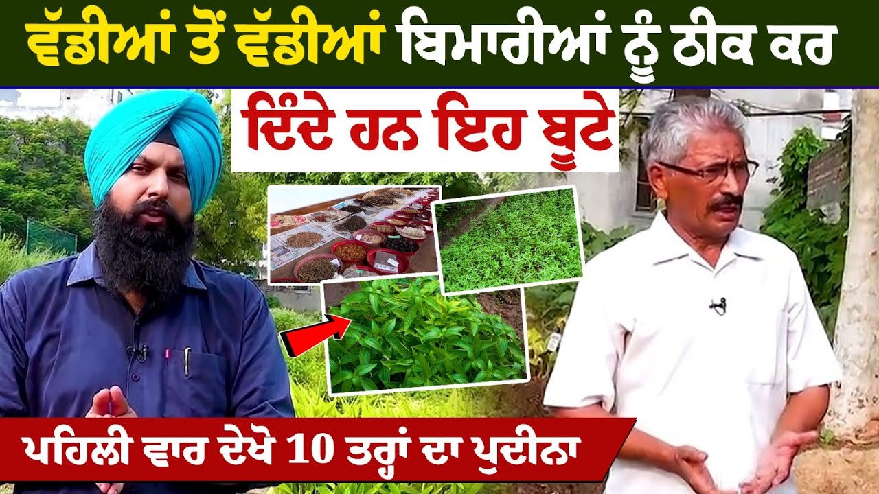 ਵੱਡੀਆਂ ਤੋਂ ਵੱਡੀਆਂ ਬਿਮਾਰੀਆਂ ਨੂੰ ਠੀਕ ਕਰ ਦਿੰਦੇ ਹਨ ਇਹ ਬੂਟੇ ਪਹਿਲੀ ਵਾਰ ਦੇਖੋ 10 ਤਰ੍ਹਾਂ ਦਾ ਪੁਦੀਨਾ ਵੱਡੀਆਂ ਤੋਂ ਵੱਡੀਆਂ ਬਿਮਾਰੀਆਂ ਨੂੰ ਠੀਕ ਕਰ ਦਿੰਦੇ ਹਨ ਇਹ ਬੂਟੇ ਪਹਿਲੀ ਵਾਰ ਦੇਖੋ 10 ਤਰ੍ਹਾਂ ਦਾ ਪੁਦੀਨਾ