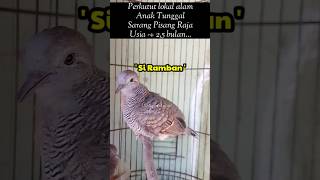 Download lagu Suara Perkutut Ajar Bunyi,Si Mban Ramban,Ramban Godong Telo,godong Kates,godong bayem|kholiqperkutut mp3 Download lagu Suara Perkutut Ajar Bunyi,Si Mban Ramban,Ramban Godong Telo,godong Kates,godong bayem|kholiqperkutut mp3