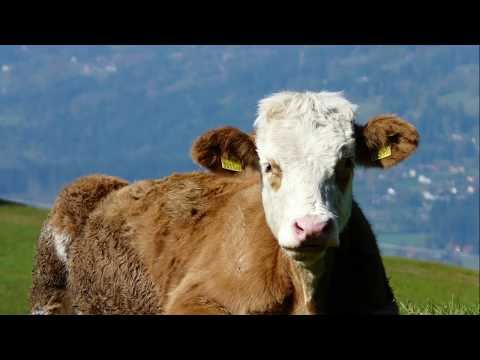 Weit, weit weg (Hubert von Goisern, Satz: Lorenz Maierhofer) - Schütte-Chor