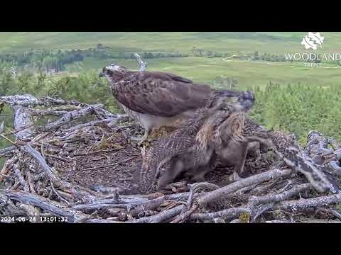 Fight! Loch Arkaig Osprey Nest Two is getting a bit crowded, the chicks have a pop 24 Jun 2024