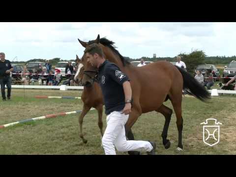 NF213 Stutfohlen von Numero Uno - Larimar - Cento