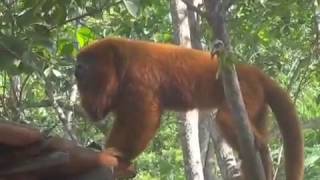 preview picture of video 'macaco BUGIO cachoeira dos pilões imarui'