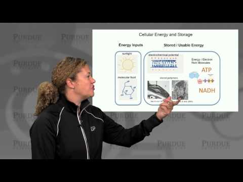 nanoHUB-U Biodesign L1.2: Introduction - The Cell as a Machine