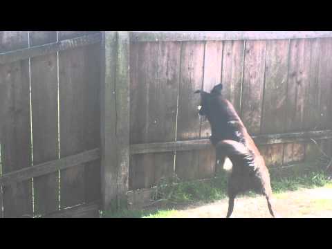 Romanian funny Spy Dog