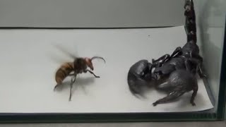 Giant Hornet vs Scorpion, Tarantula and Praying mantis