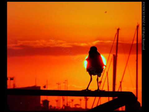 Los Changos   Anaranjado