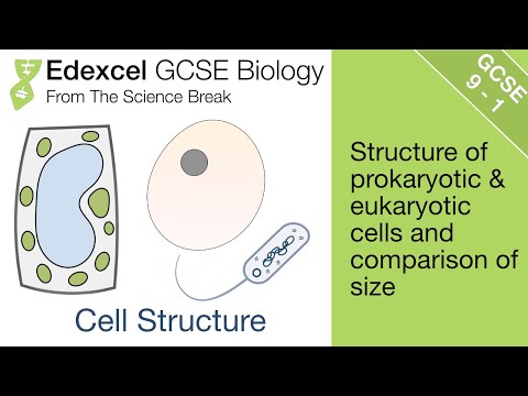 Edexcel GCSE Science and Biology - Cell Structure