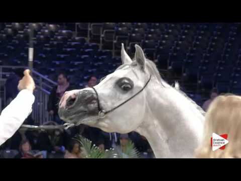 N.125 FLUKE - Paris 2015 - 4+ year old Stallion (Class CM6 A)