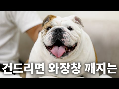 유리몸 강아지. 내 지갑도 와장창... | 견종백과 잉글리쉬 불독편